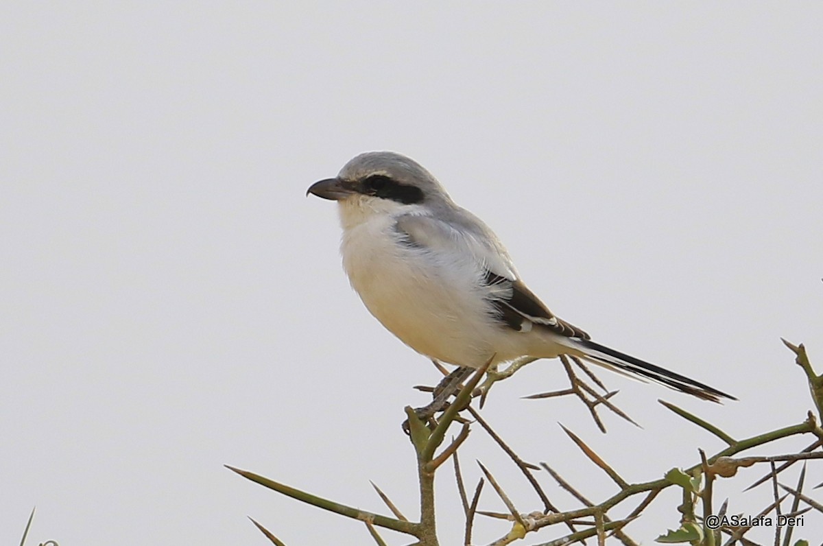 Great Gray Shrike (Sahara) - Fanis Theofanopoulos (ASalafa Deri)