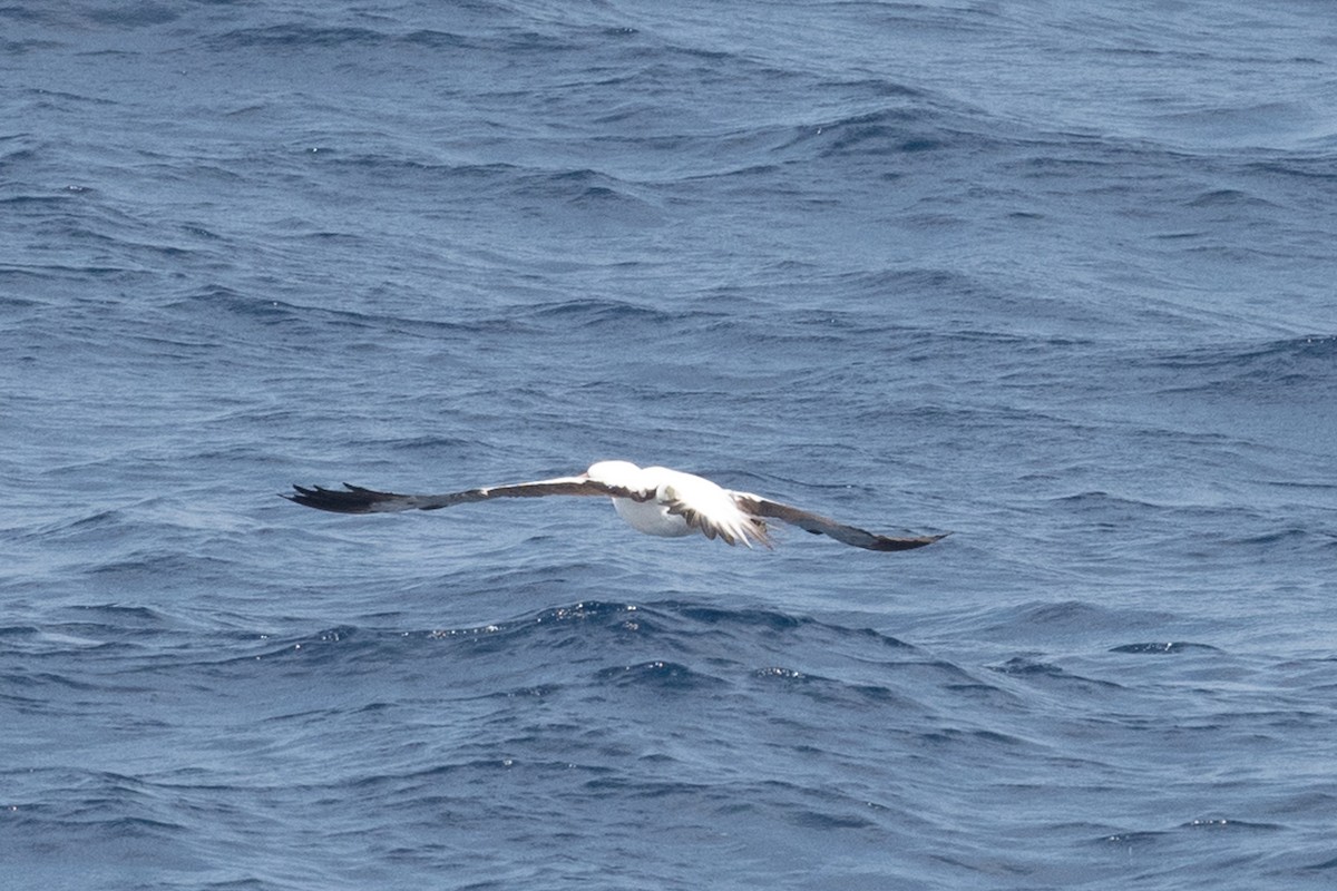 Nazca Booby - ML255068331