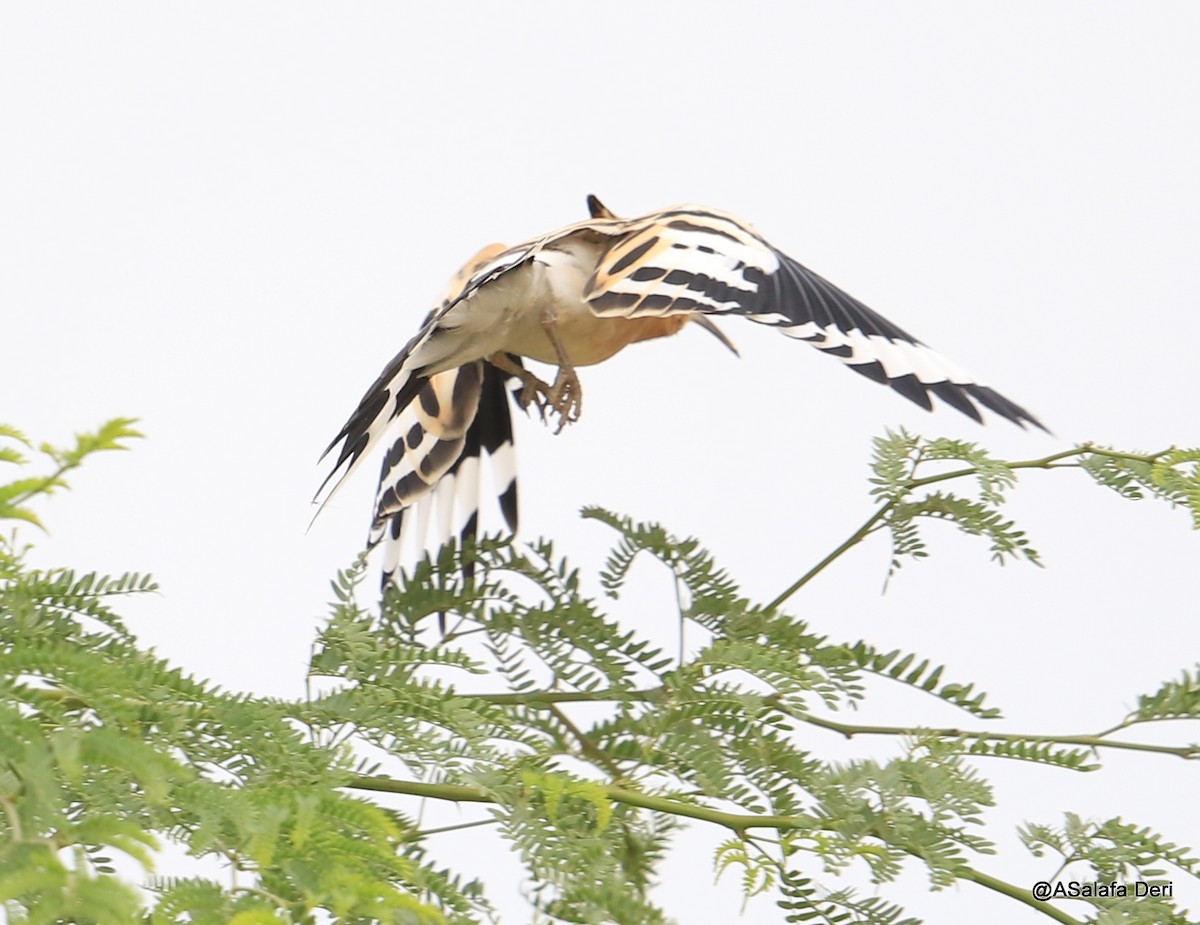 Eurasian Hoopoe (Central African) - ML255068761