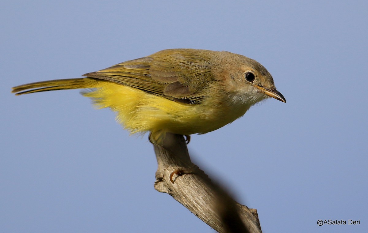 Senegal Eremomela - Fanis Theofanopoulos (ASalafa Deri) 🐐