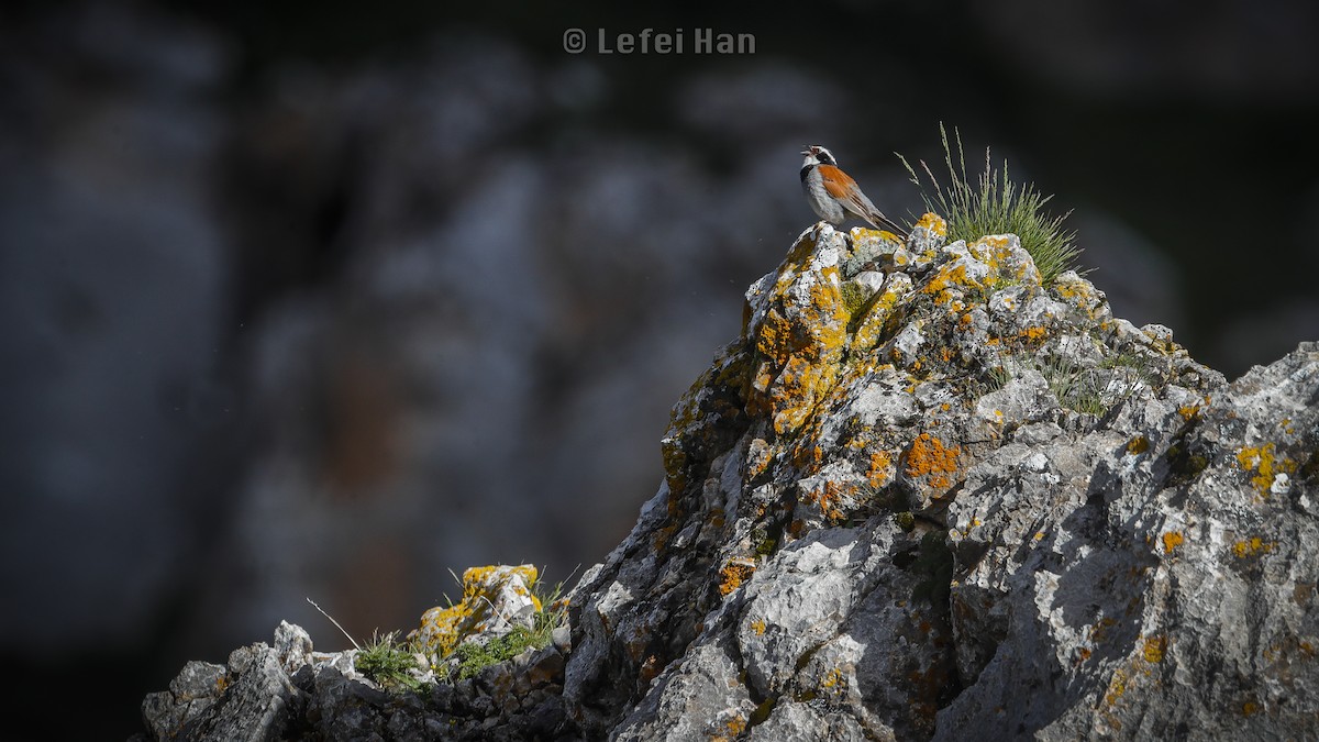 Tibetan Bunting - ML255072101