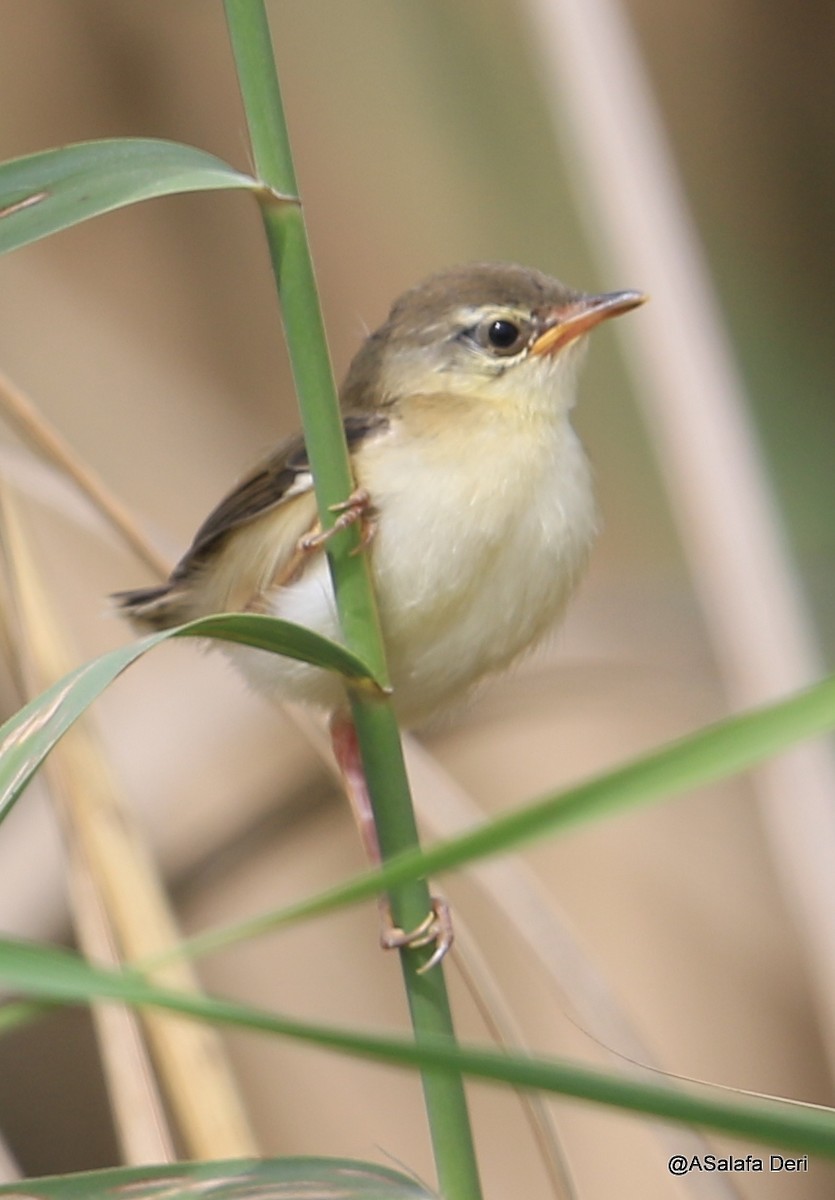 Prinia Fluvial - ML255072451