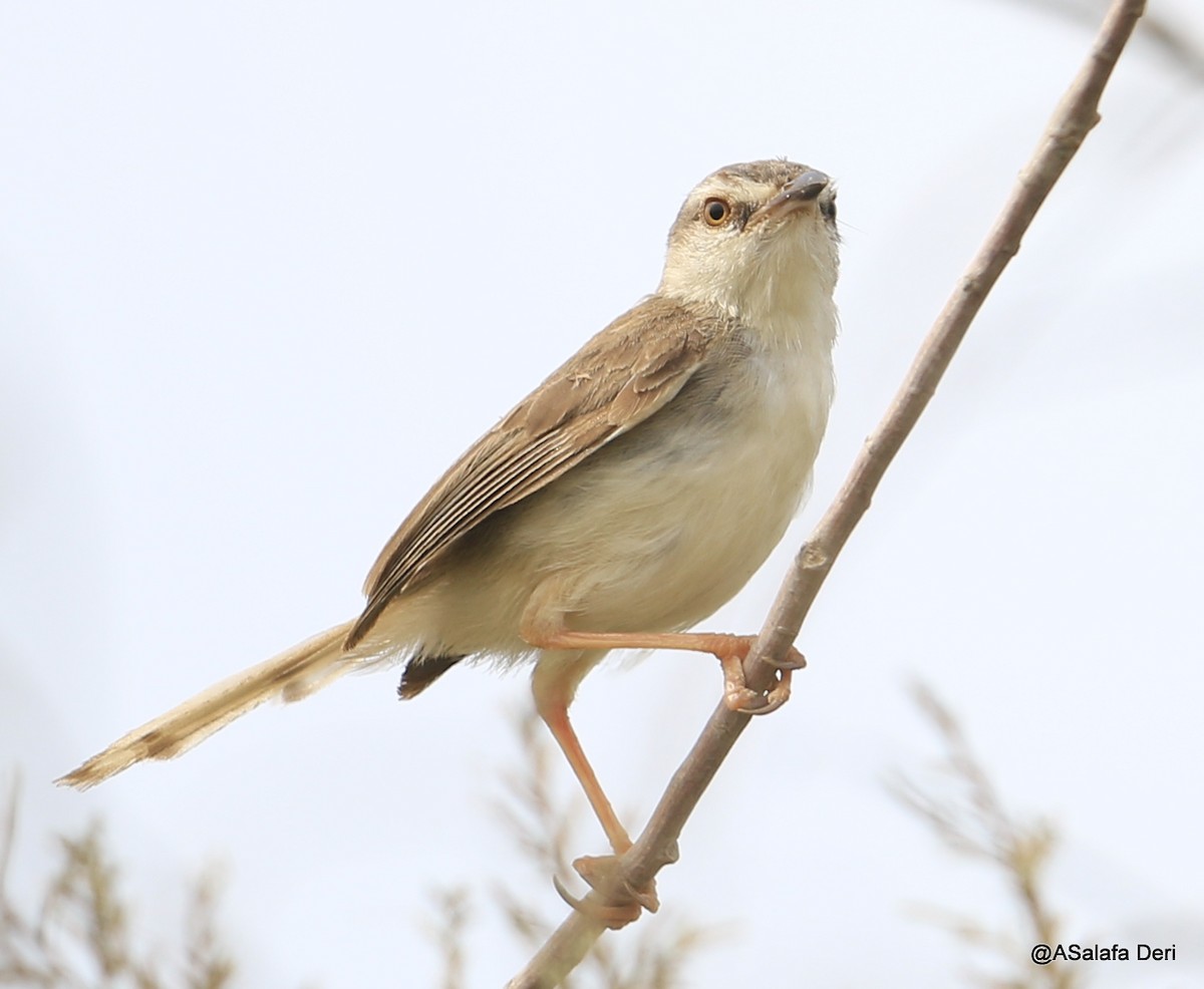 Prinia Fluvial - ML255072461