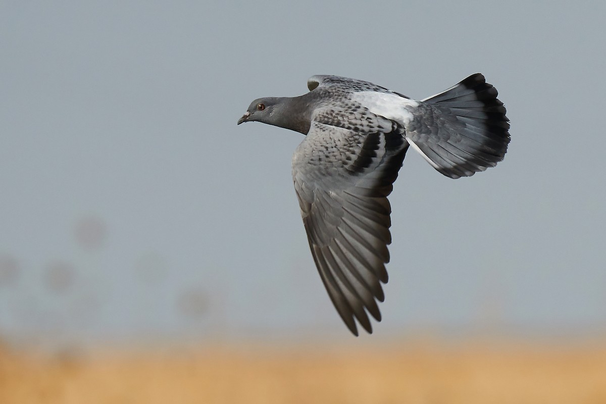 Rock Pigeon (Feral Pigeon) - Miguel Rouco
