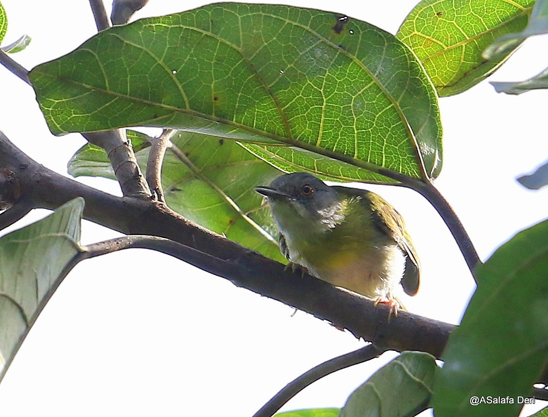 Apalis Pechigualdo (grupo flavida) - ML255074141