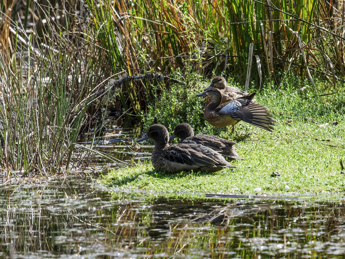 Blue-winged Teal - ML255074161