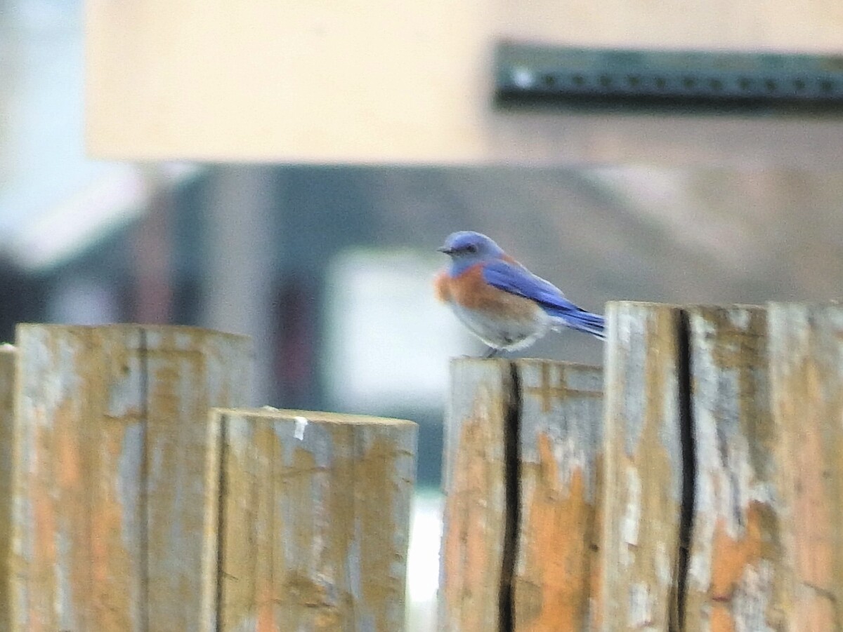 Western Bluebird - Jordan Ragsdale