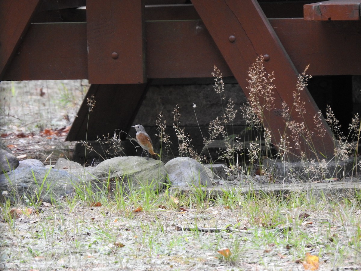 Common Redstart - ML255074611