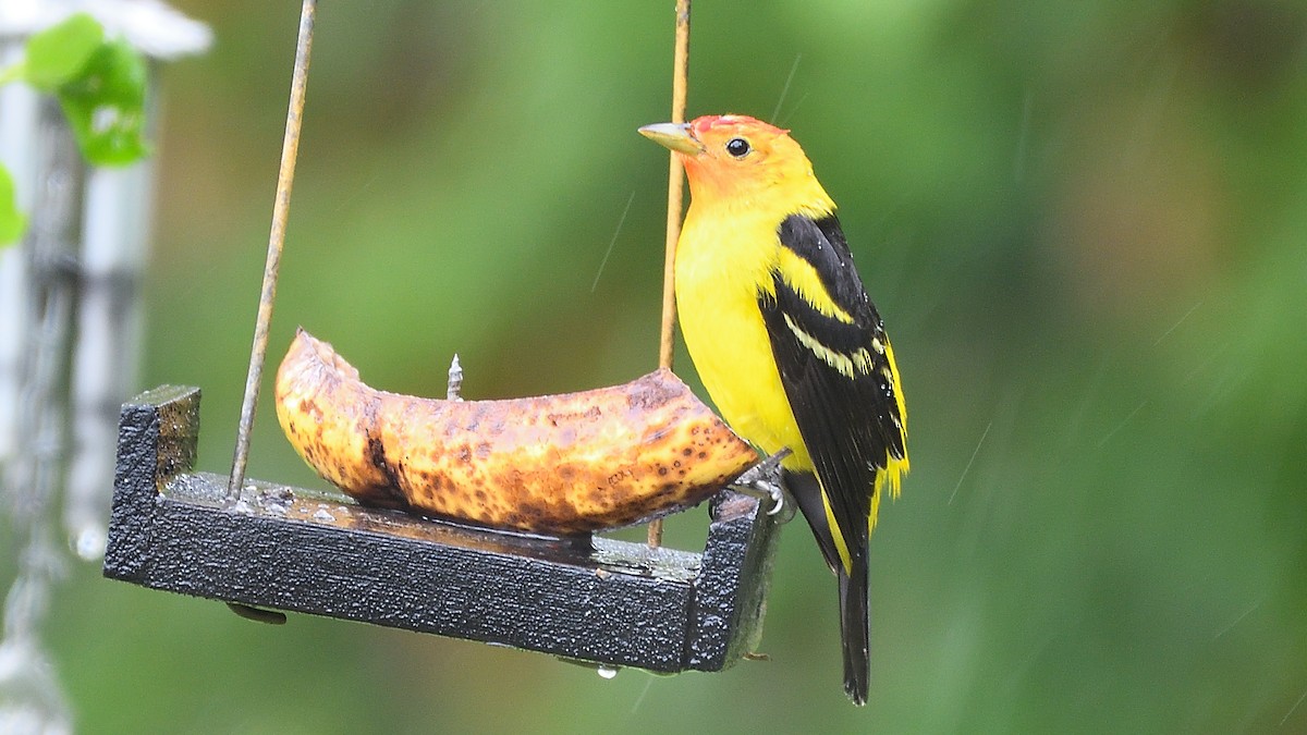 Western Tanager - ML255074981