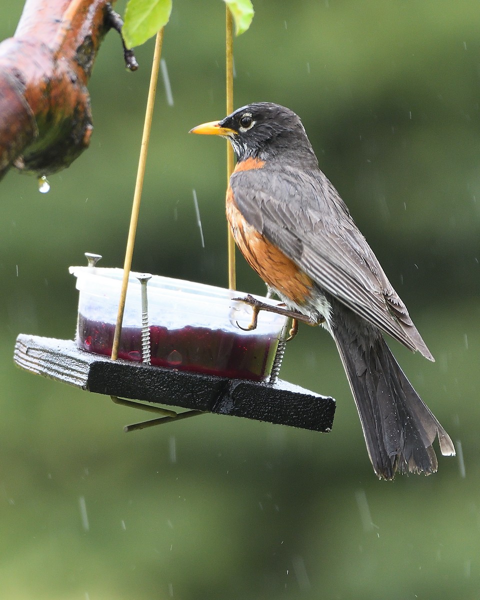 American Robin - ML255075081