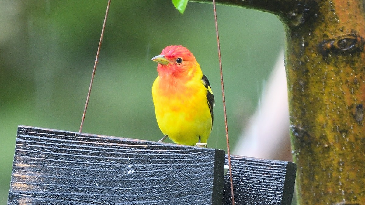 Piranga à tête rouge - ML255075151