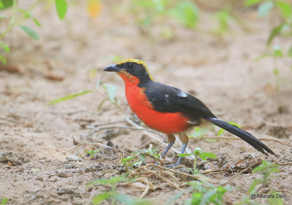 Yellow-crowned Gonolek - ML255076091