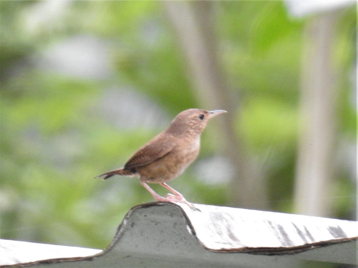 House Wren - ML255076201