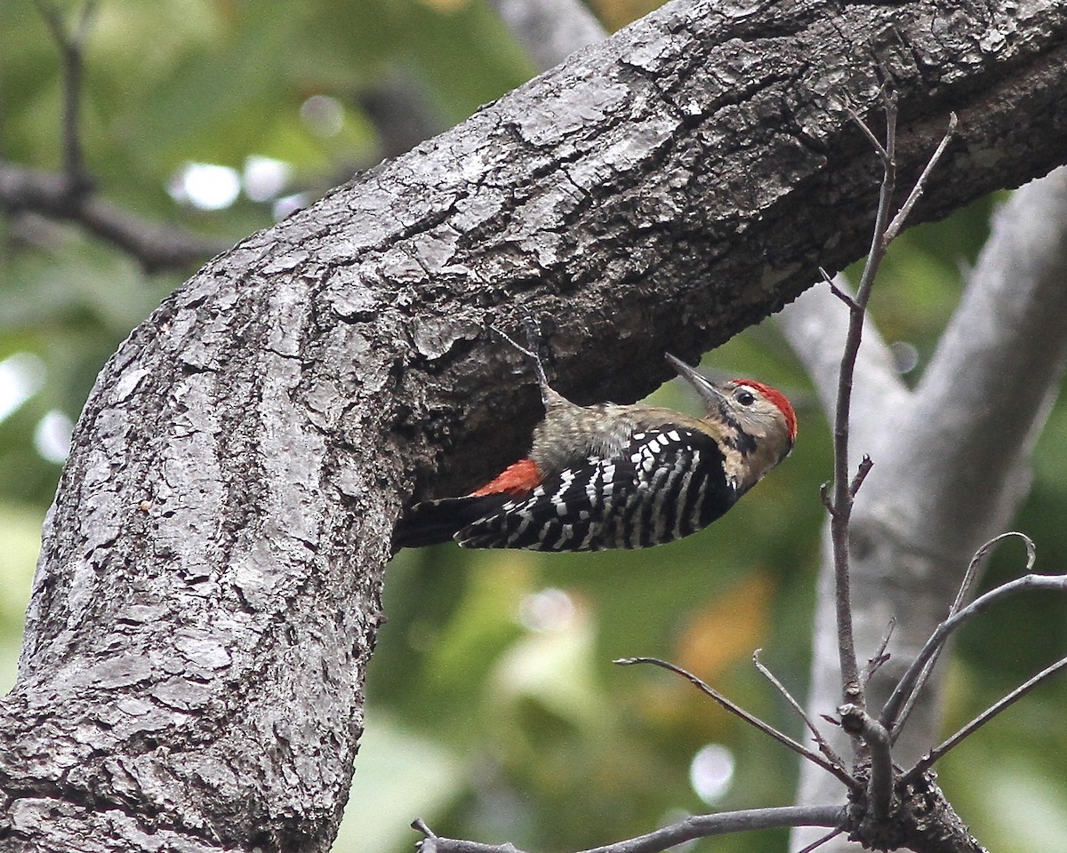 Fulvous-breasted Woodpecker - Sam Shaw