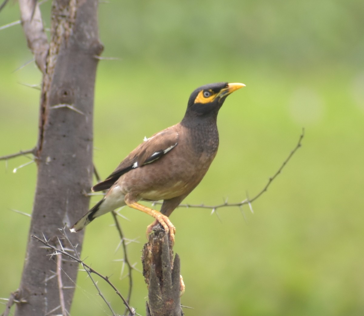 Common Myna - ML255077571