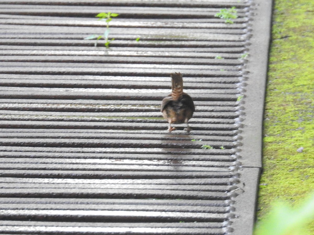 House Wren - Heidi Pasch de Viteri