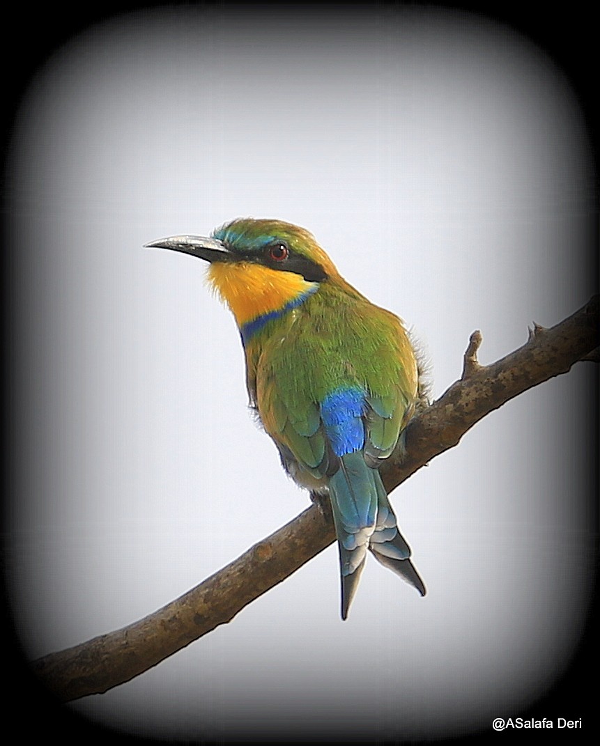 Swallow-tailed Bee-eater - Fanis Theofanopoulos (ASalafa Deri)