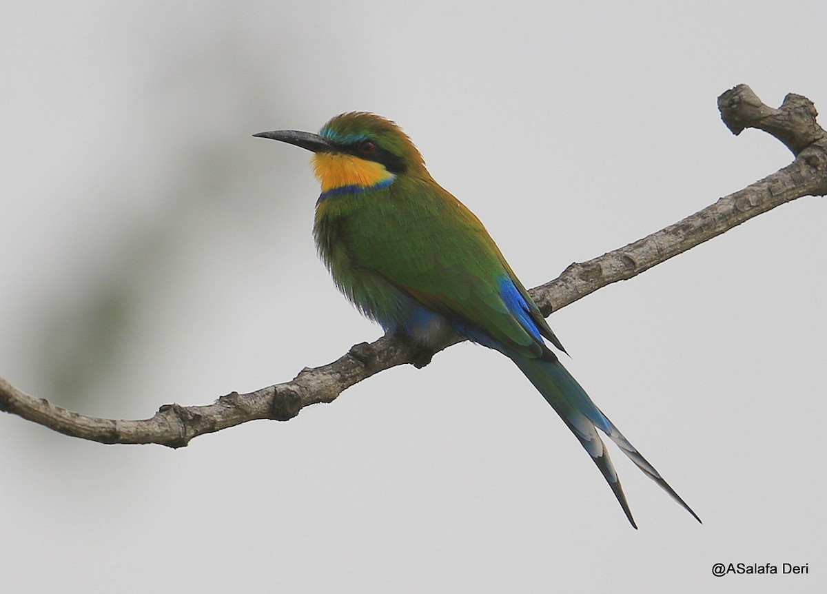 Swallow-tailed Bee-eater - Fanis Theofanopoulos (ASalafa Deri)