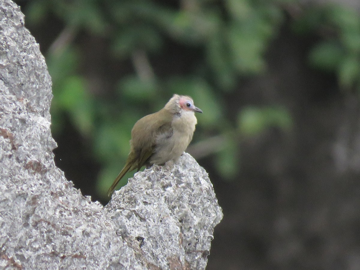 Bare-faced Bulbul - Stuart Ling