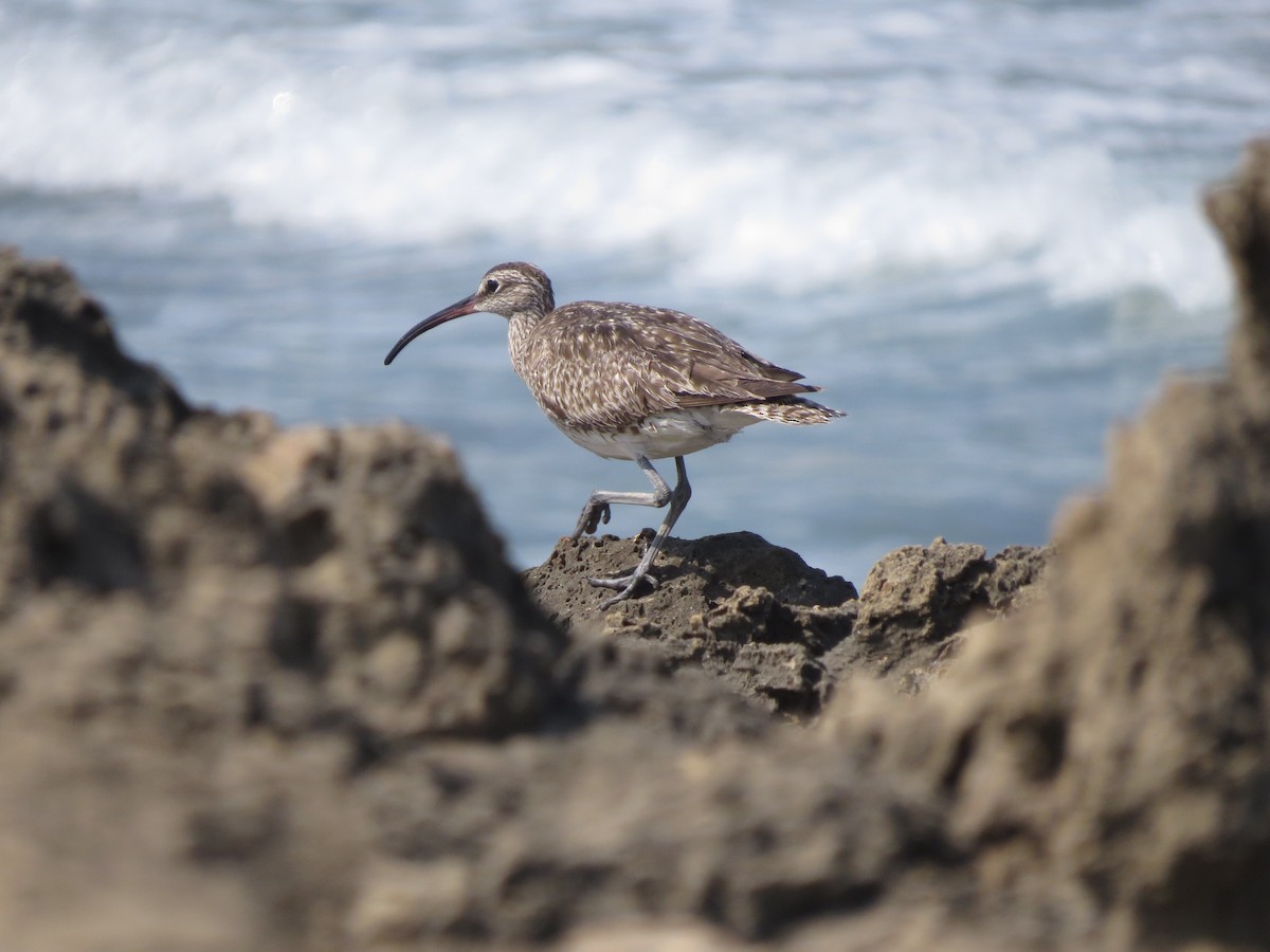 Regenbrachvogel - ML255078871