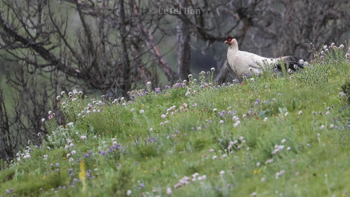 White Eared-Pheasant - Lefei Han