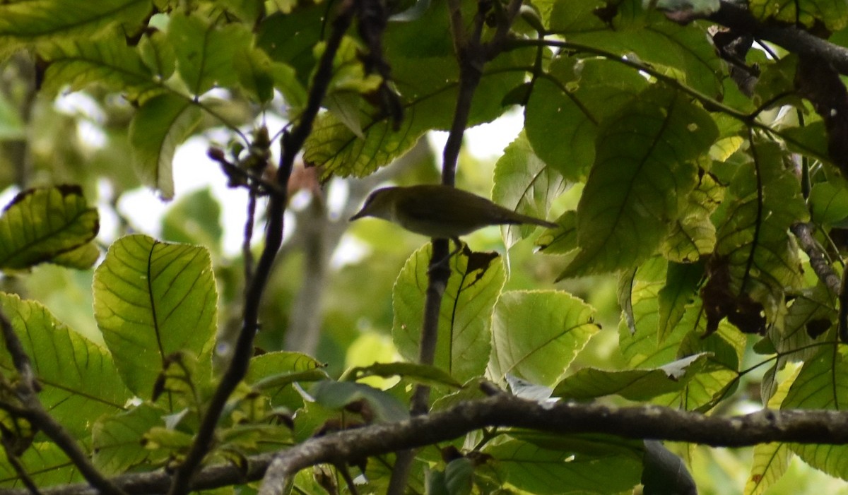 Red-eyed Vireo - ML255079751