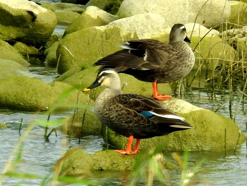 Eastern Spot-billed Duck - 仲翔 戴