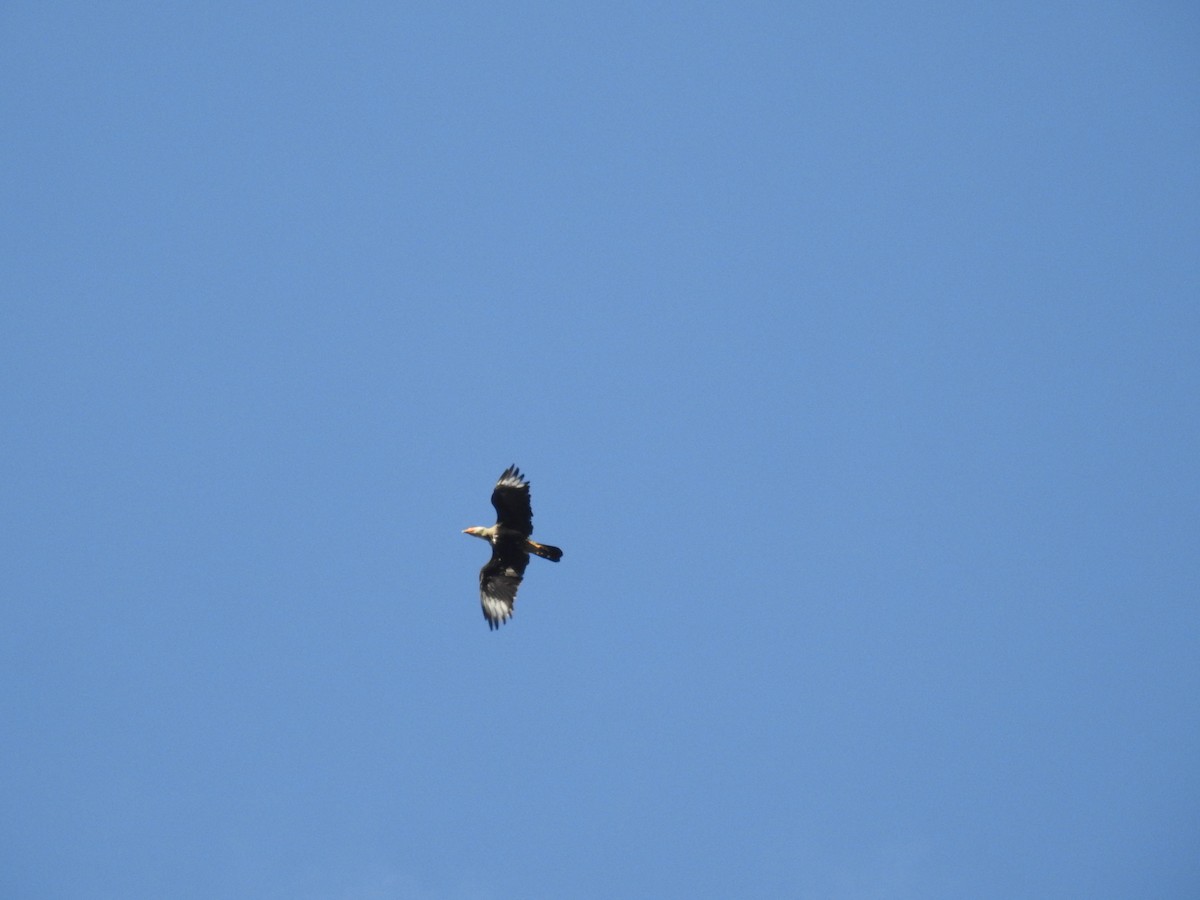 Caracara huppé (cheriway) - ML255081251