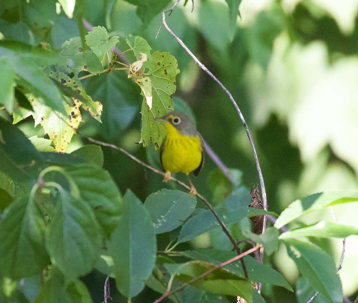 Canada Warbler - ML255083851