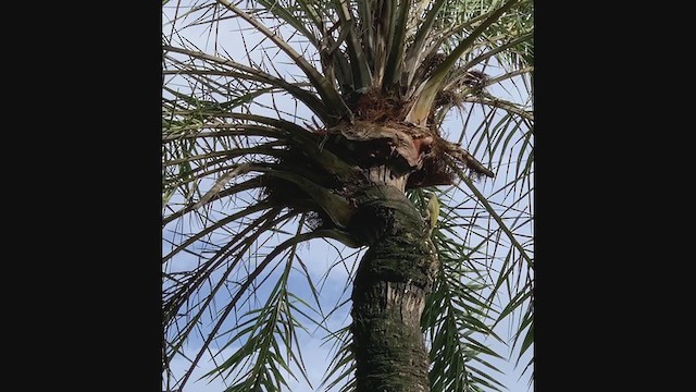 Streak-throated Woodpecker - ML255084301