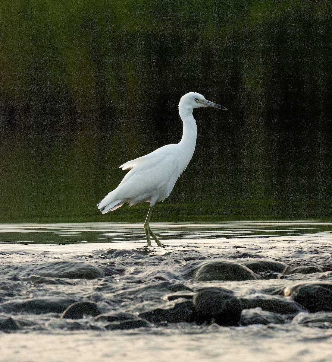 Little Blue Heron - ML255085451