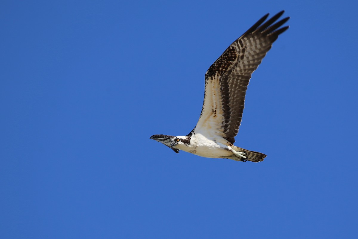 Osprey (carolinensis) - Rob Bielawski