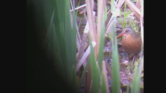 Virginia Rail - ML255086651