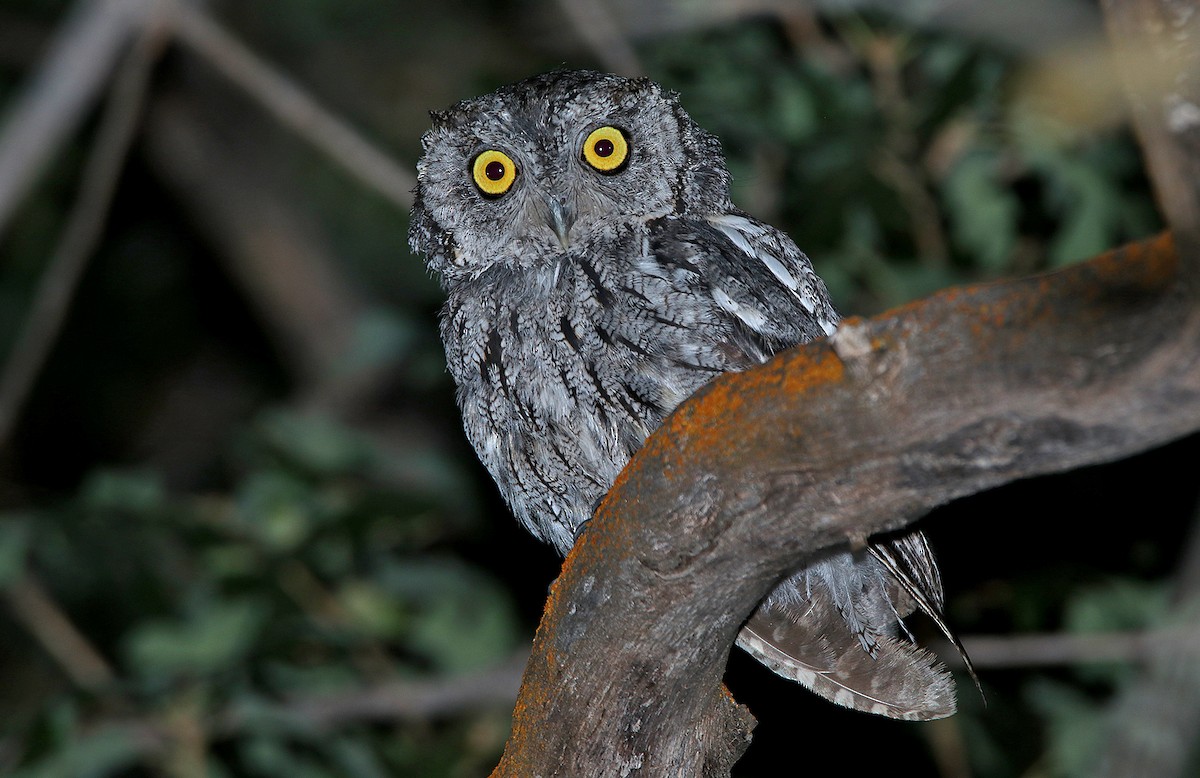 Western Screech-Owl - Tim Avery