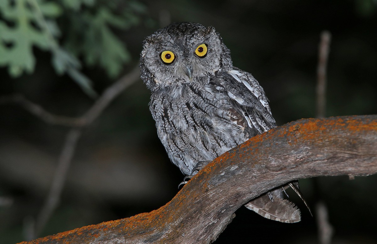 Western Screech-Owl - Tim Avery