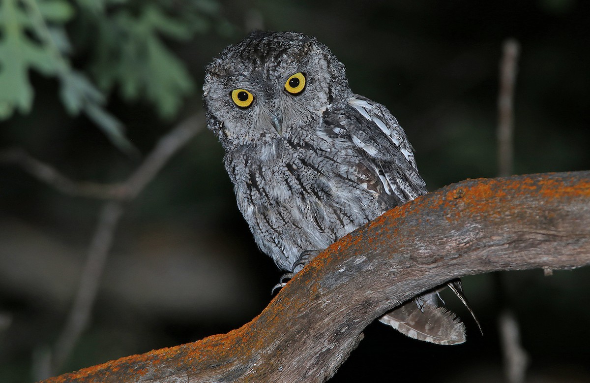 Western Screech-Owl - Tim Avery