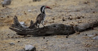 Damara Red-billed Hornbill - Steve James