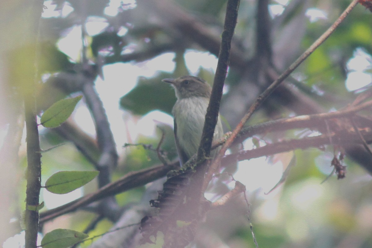 Helmeted Pygmy-Tyrant - ML255088941