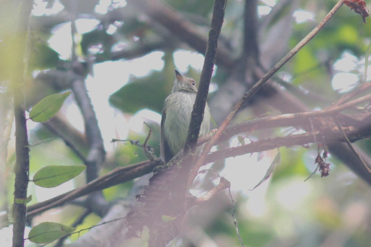 Helmeted Pygmy-Tyrant - ML255088961