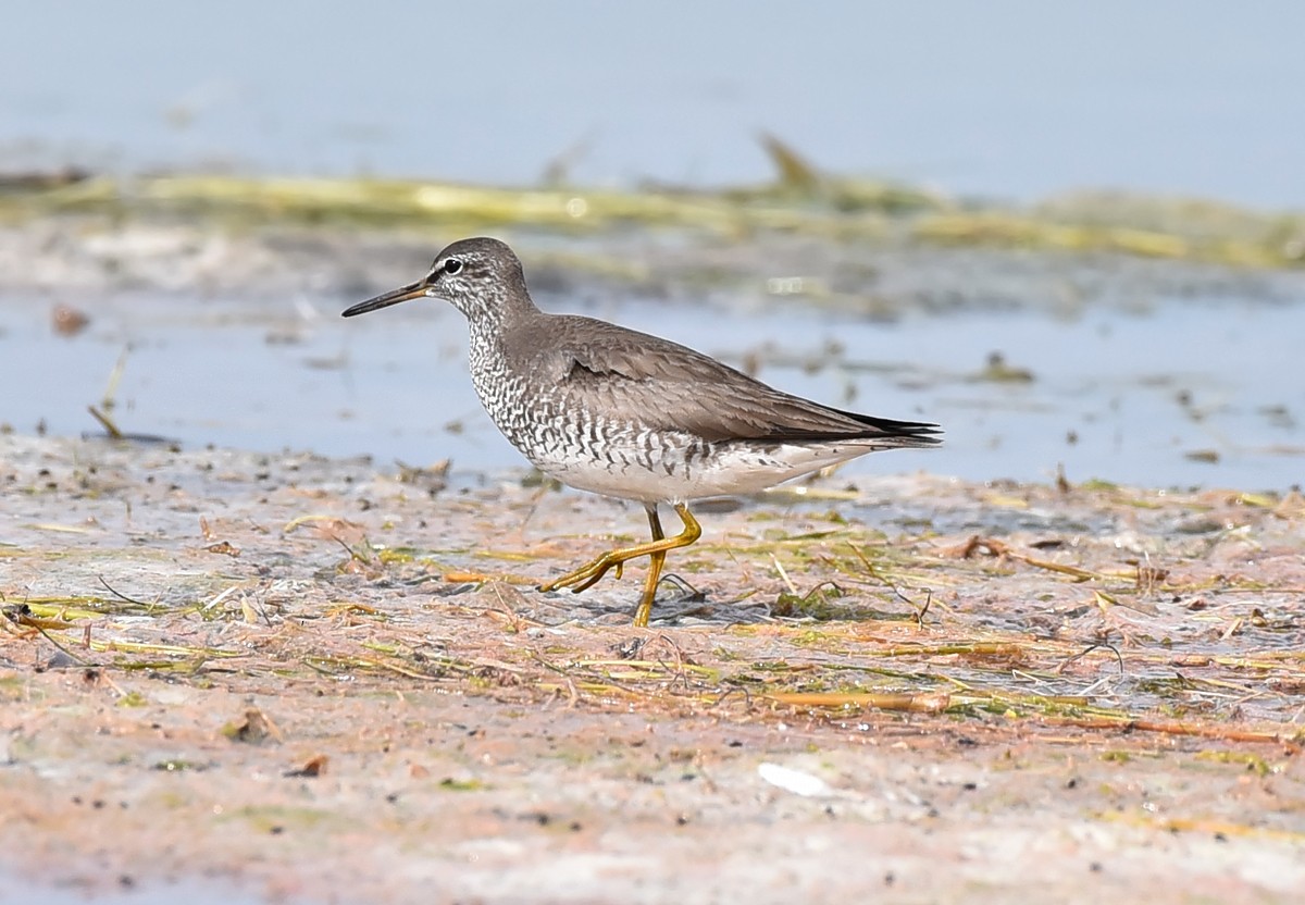 Grauschwanz-Wasserläufer - ML255089301