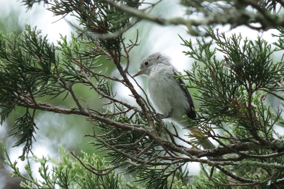 Blue-gray Gnatcatcher - ML255092641