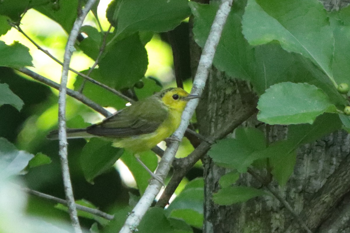 Hooded Warbler - ML255092661