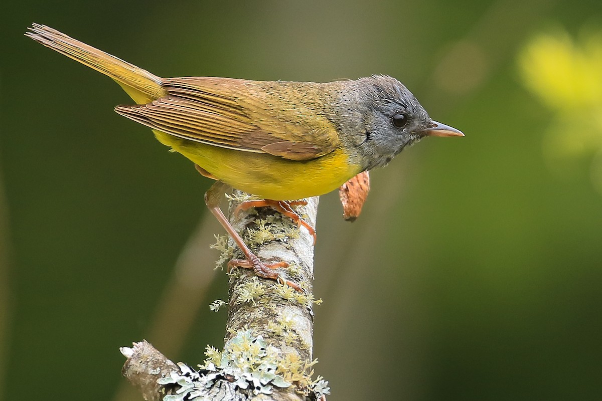 Mourning Warbler - ML255095001