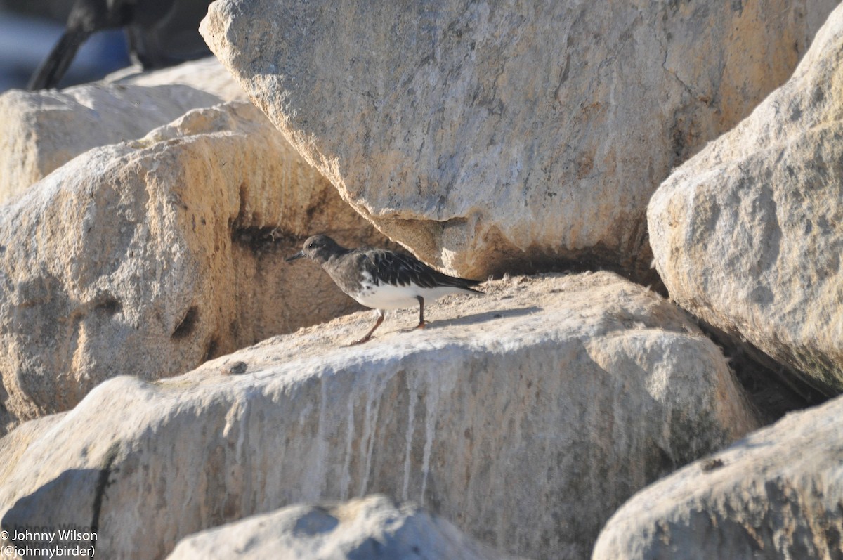 Black Turnstone - ML255095281