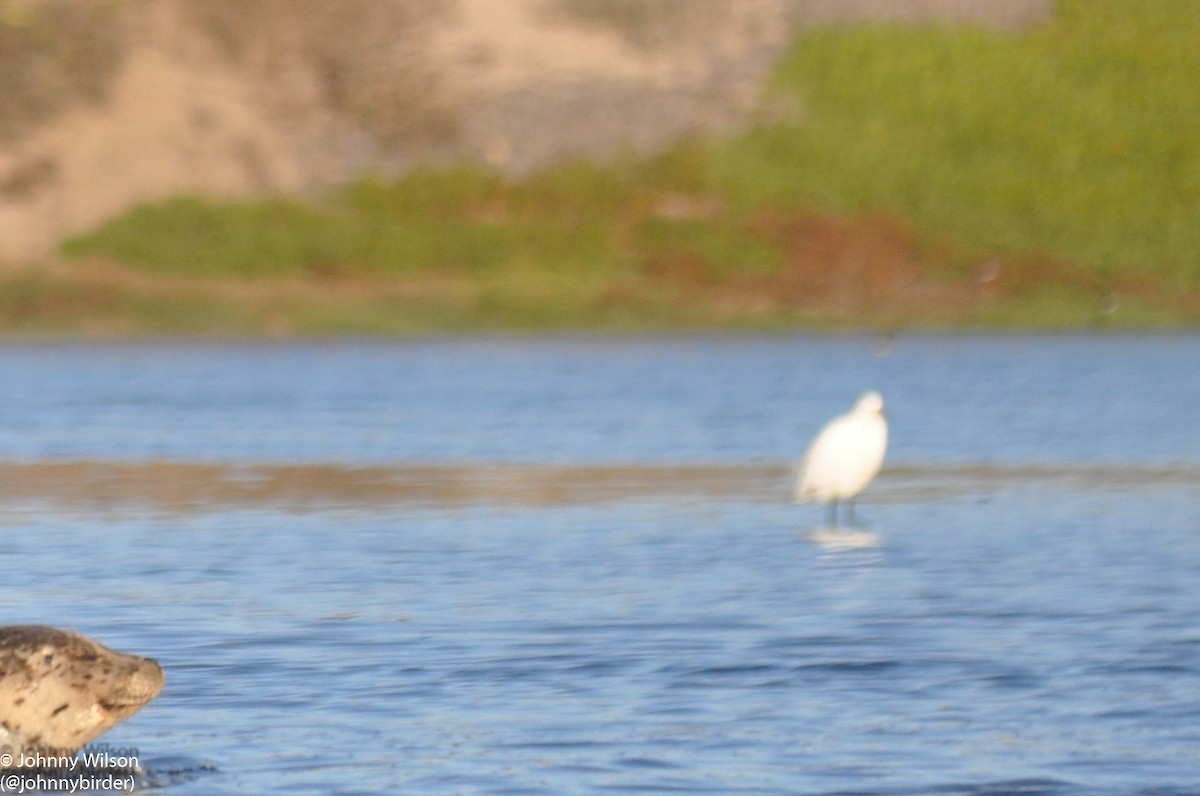 Snowy Egret - ML255095291