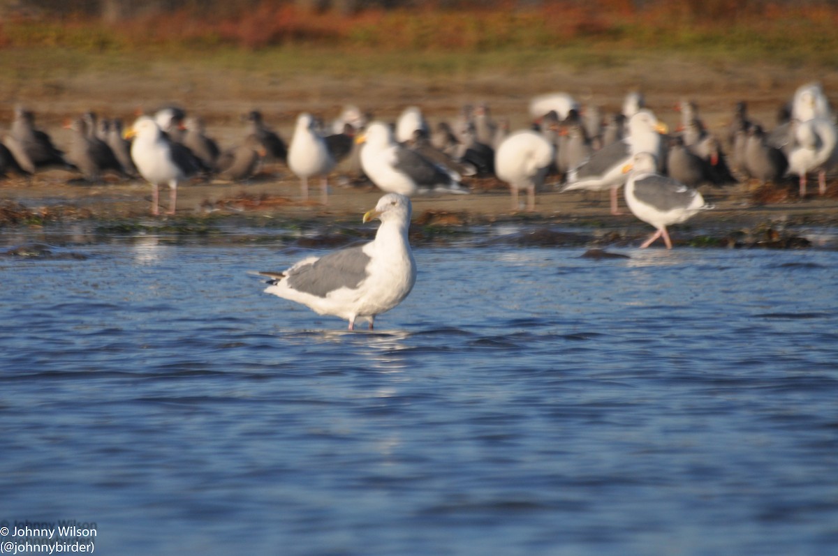 Gaviota Occidental - ML255095391