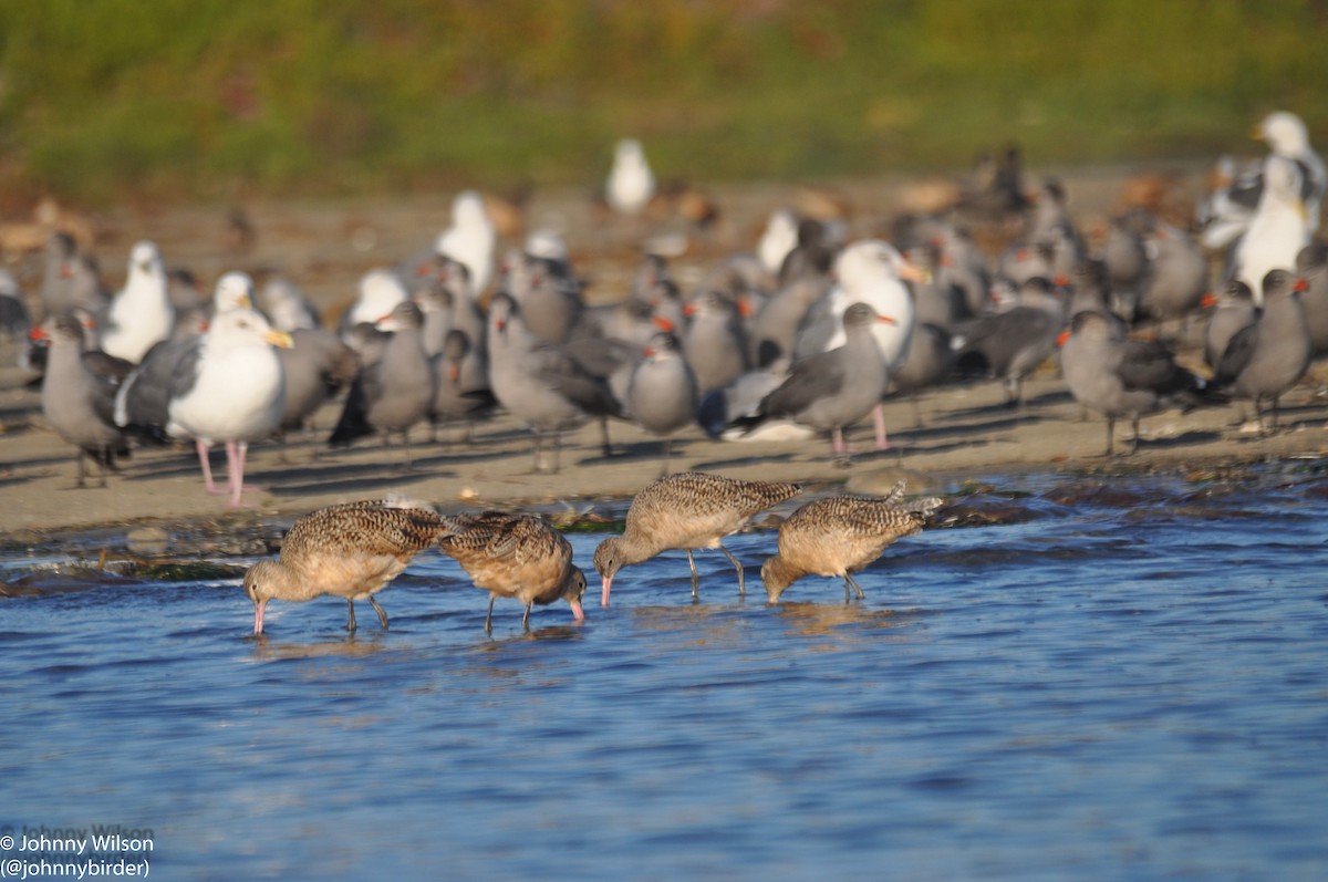 Gaviota Mexicana - ML255095401