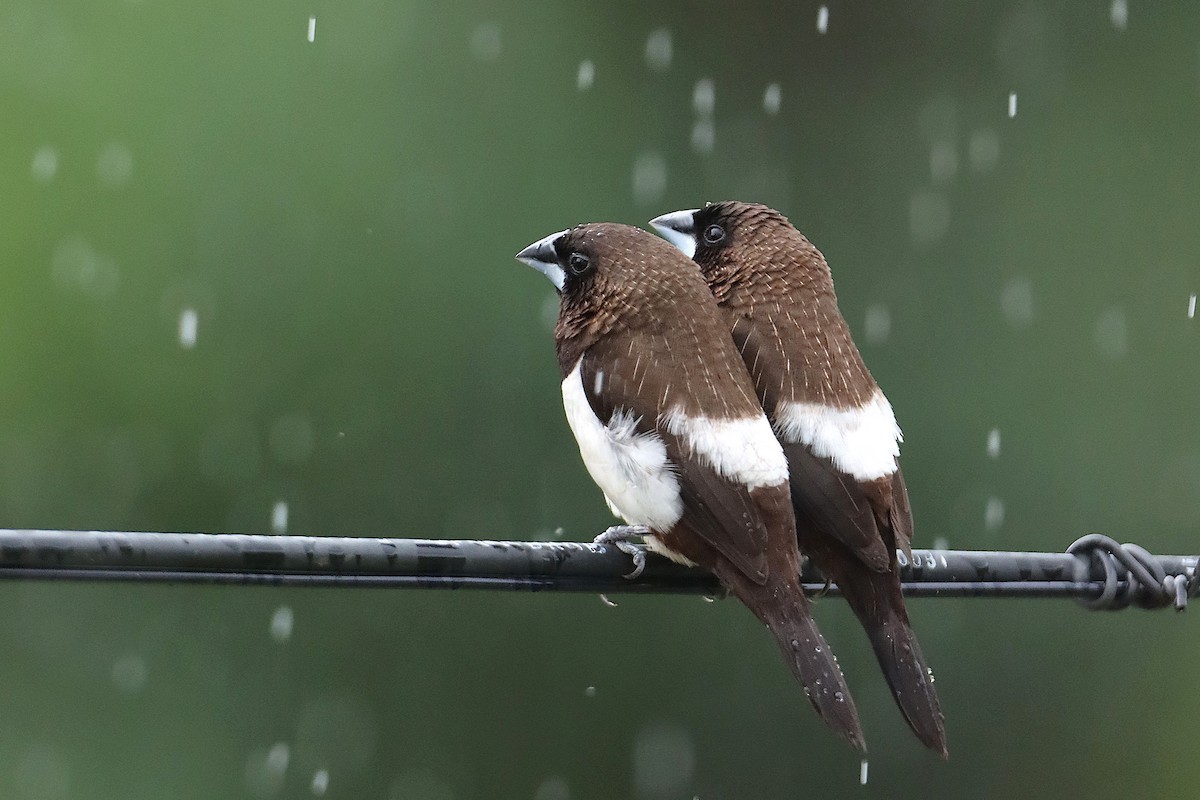 White-rumped Munia - Novelkumar M S
