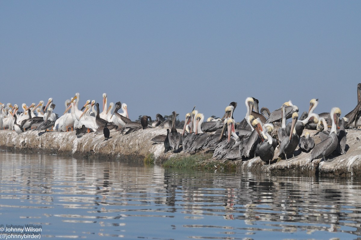 pelikán severoamerický - ML255097481