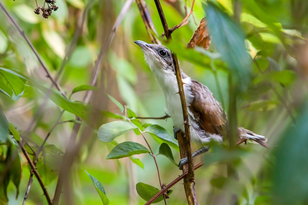 Yellow-billed Cuckoo - ML255097511